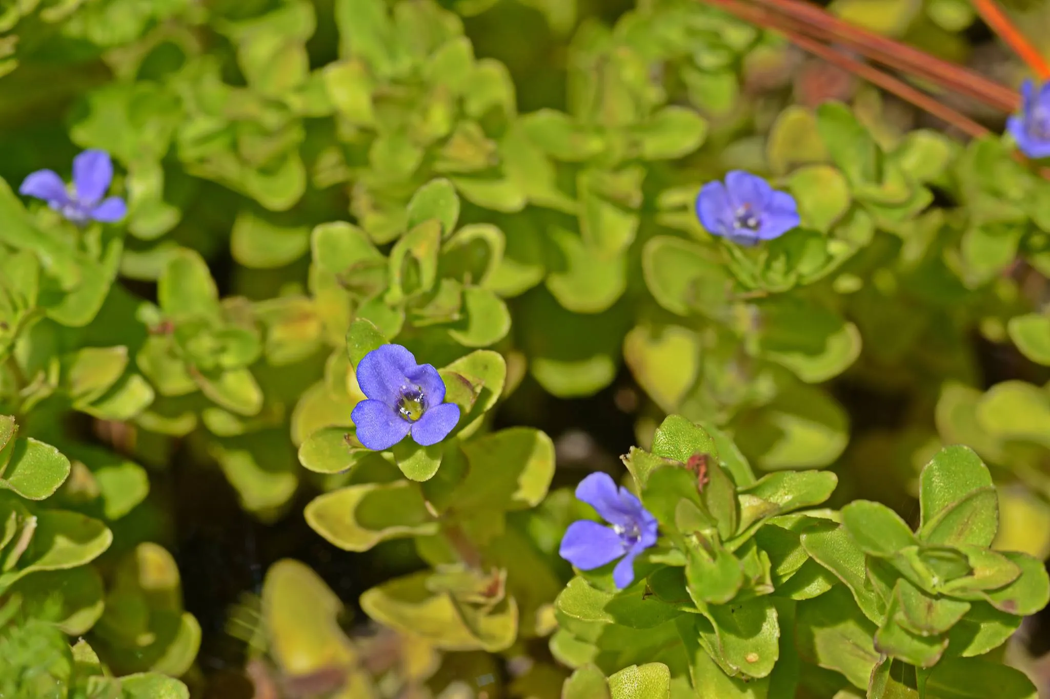 Blue Jenny! (Lemon Bacopa) <br> Blooms all summer if above water!