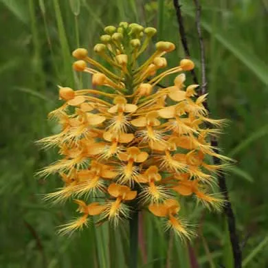 Fringed Orchid - Orange