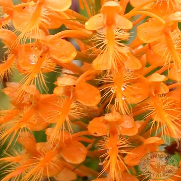 Fringed Orchid - Orange