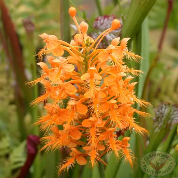 Fringed Orchid - Orange